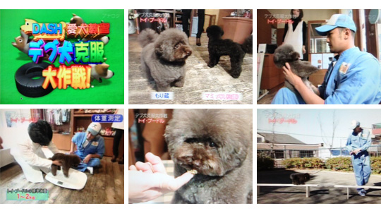 メディア情報 犬の美容室 ペットサロン Dog Space ドッグスペース 横浜 桜木町