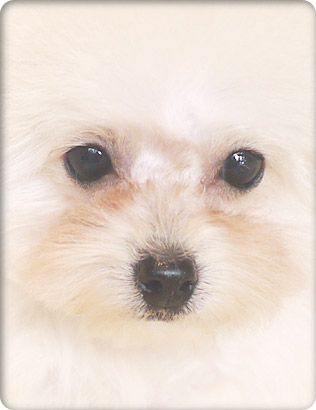 トイプードル・ホワイトの子犬