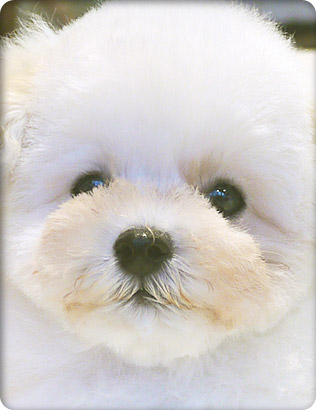 トイプードル・ホワイトの子犬